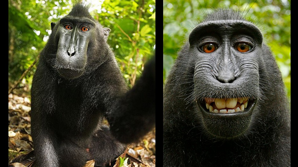 monkey-selfie